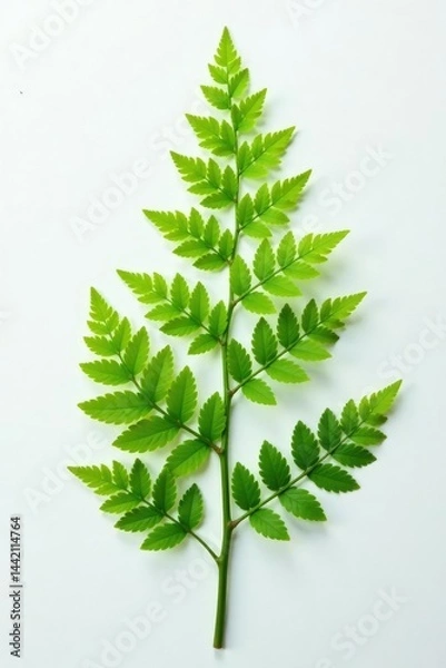 Fototapeta Delicate fern fronds unfolding on a white surface, organic, background, ferns