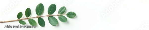 Fototapeta Eucalyptus branch with leaves isolated on white surface, nature, leaves, eucalypt