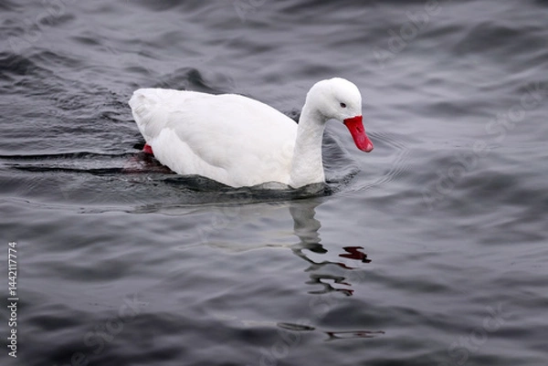 Fototapeta Patagonia in Chile. Coscoroba swan, bird in the water. White bird with red bill. Swans from Puerto Natales, Chile. Nature. Goose duck in the surface waves.