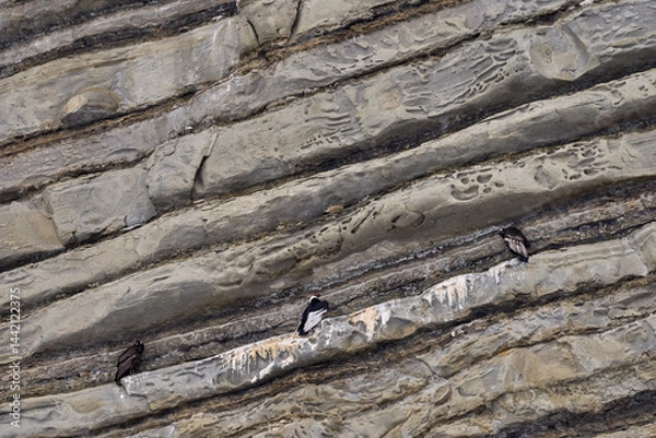 Fototapeta Condor from Patagonia in Chile. Andean condor, Vultur gryphus, big bird of prey flying in the rock mountain. Bird in the nature habitat, Laguna Sofia, Chile. Condor in the stone nest, South America.