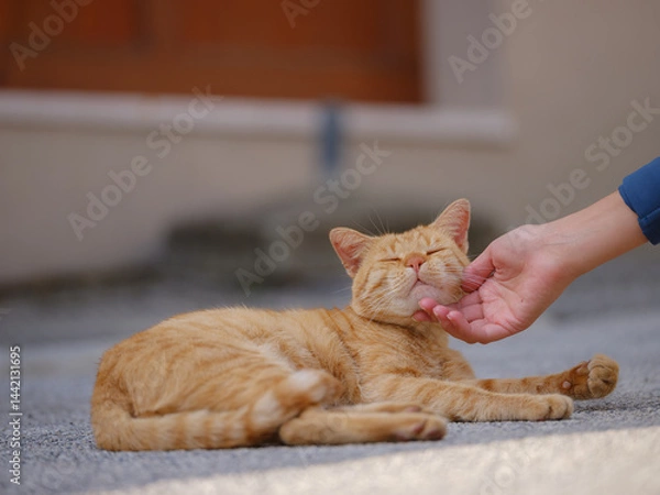 Fototapeta Street ginger cat of Croatia roam freely, lounging, playing, and exploring the vibrant streets, creating charming scenes of daily life in urban and rural settings.