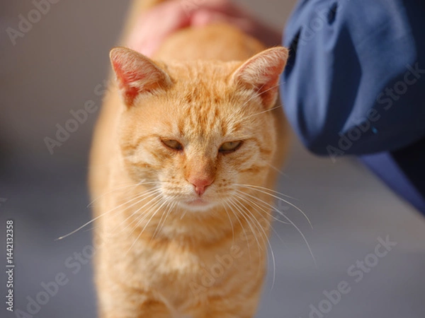 Fototapeta Street ginger cat of Croatia roam freely, lounging, playing, and exploring the vibrant streets, creating charming scenes of daily life in urban and rural settings.