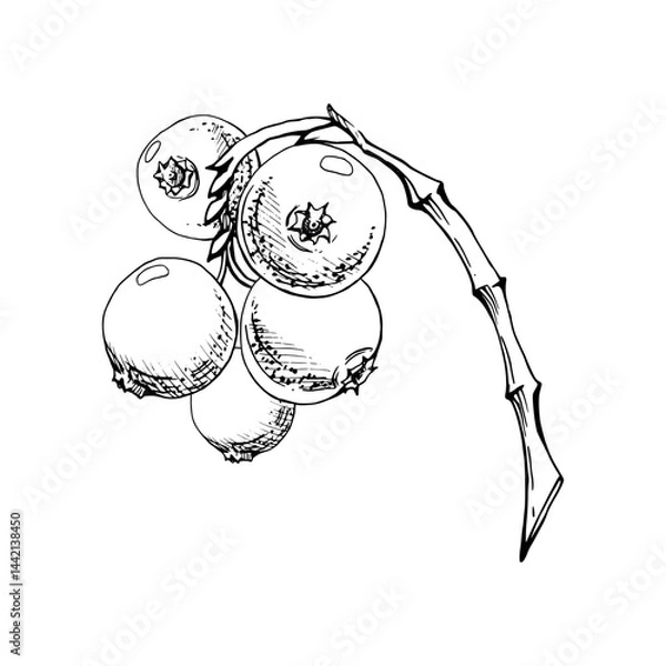 Fototapeta Cranberry lingonberry cluster bunch on branch, ripe swamp forest berry teaberry bearberry wintergreen, vector ink hand drawn. Isolated botanical illustration. Restaurant, dessert menu, farmers market