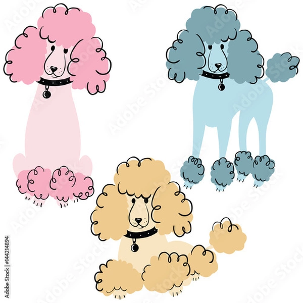 Obraz Poodle dogs