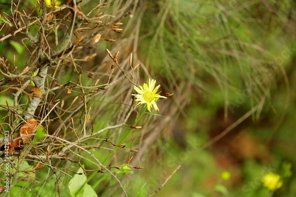 Obraz Single Bloom at the Edge of the Forest
