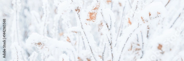 Fototapeta Snow and rime ice on the branches of bushes. Twigs covered with hoarfrost. Plants in the park are covered with hoar frost. Cold snowy winter weather. Frosting texture. Wide panoramic light background.