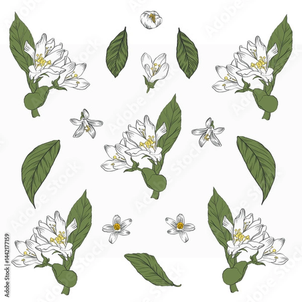 Fototapeta Lemon Blossom and Leaves Botanical Illustration, Citrus Flower Clipart Set