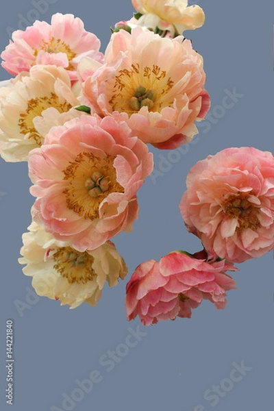 Obraz peonies, peach colour, blue background