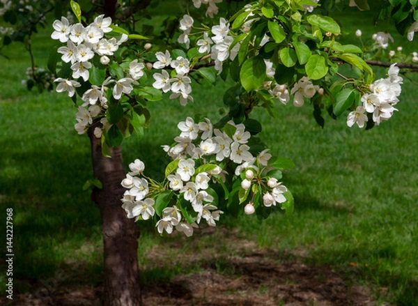 Fototapeta Close-up of apple tree branches with white flowers and green leaves against the background of a tree trunk and green grass. Spring natural background with blooming apple tree.