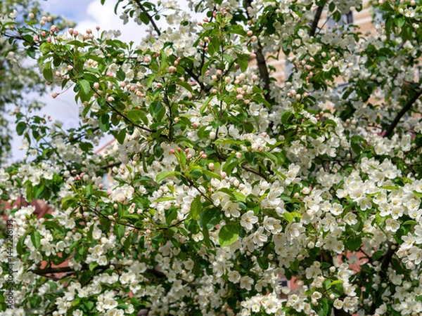 Fototapeta Spring natural background with blooming apple tree. White delicate flowers and green leaves are pressed tightly together on the tree branches.