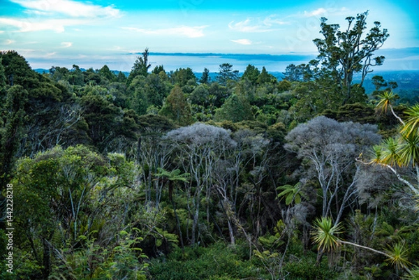 Obraz View of New Zealand evergreen forest in the Titirangi area, Auckland
