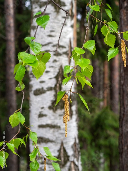 Fototapeta Birch branches with green leaves and catkins against the background of a tree trunk and forest. Spring natural forest background with blooming birch.