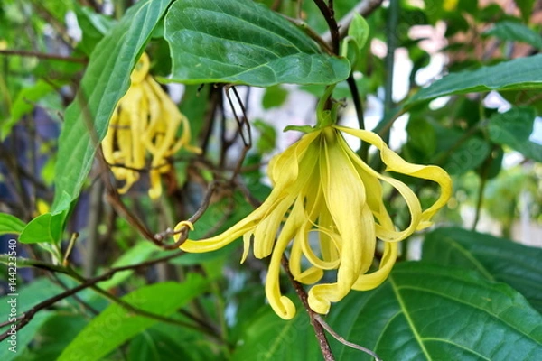 Obraz The plant of Ylang Ylang used for the preparation of perfume