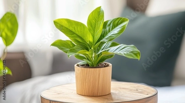 Obraz A small potted plant sits on a wooden table.