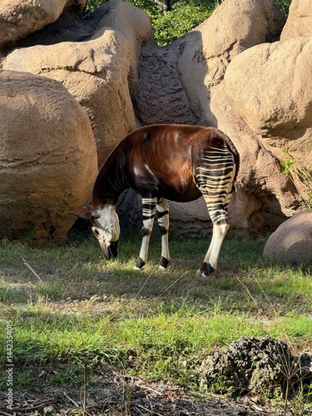 Obraz Okapi (Okapia johnstoni)