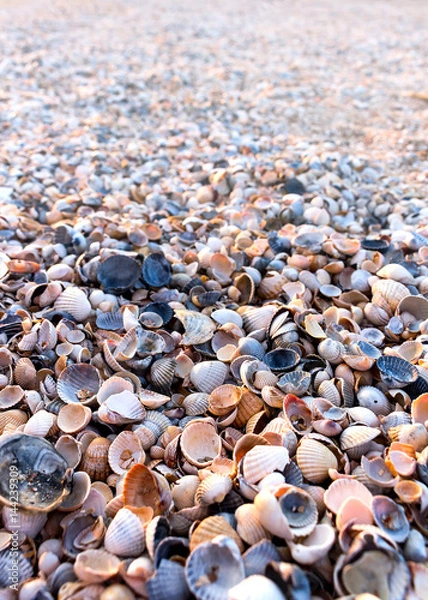 Obraz Sea shells beach at summer sunset.