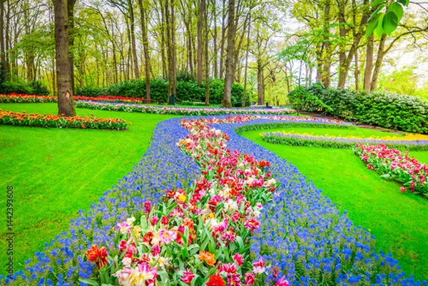 Fototapeta Colorful growing red, pink, red, violet tulips flowerbed in spring formal garden
