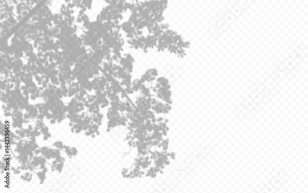 Fototapeta Shadow overlay from a tree branch isolated on a transparent background.