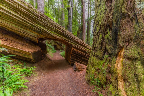 Fototapeta A passage in a huge log of sequoia. Amazing green forest of sequoia. Redwood national and state parks. California, USA
