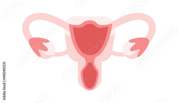 Obraz Female reproductive system showing uterus, fallopian tubes and ovaries on white background