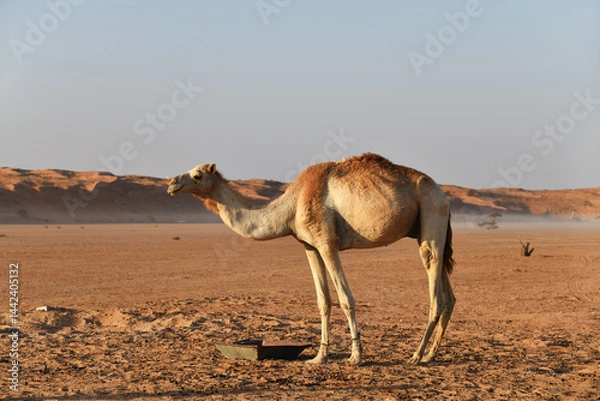 Fototapeta Dunes of Rub Al Khali desert. Camel in Wahiba Sands. Sultanate of Oman