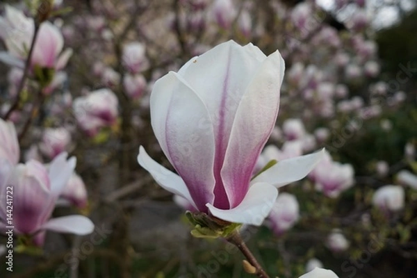 Obraz Magnolia 