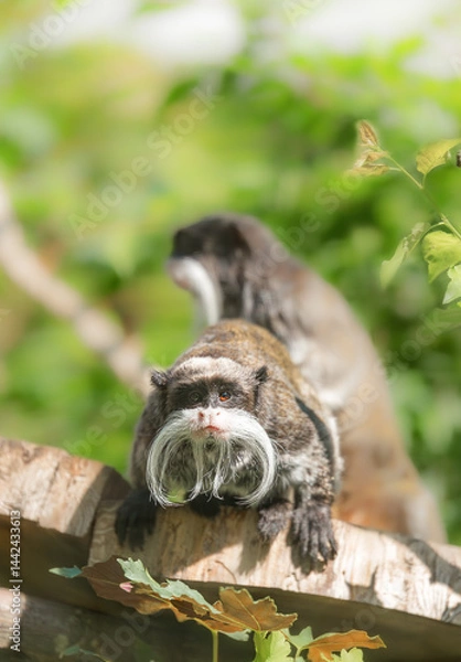 Fototapeta Emperor Tamarin, Saguinus imperator - species of tamarin monkey sitting on a tree among the leaves. Rainforest animal. Protection and conservation of animals
