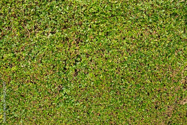 Obraz Close up of privet hedge (Ligustrum ovalifolium) in the Victorian suburb of Morningside, Edinburgh, Scotland, UK