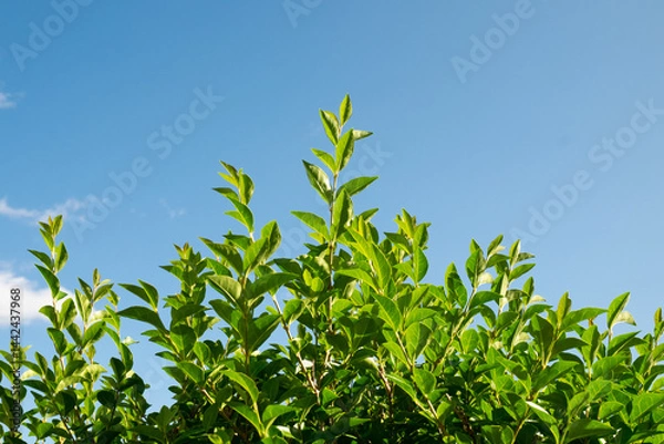 Fototapeta Close-up of privet hedge leaves against a bright blue sky, Morningside, Edinburgh, Scotland, UK