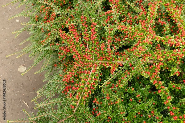 Obraz Colourful Cotoneaster horizontalis plant with red berries in garden in Morningside, Edinburgh, Scotland, UK. A plant in the rose family, Rosaceae,