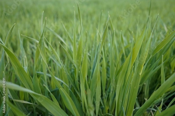 Obraz Grass, green