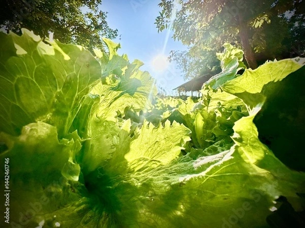 Obraz Close up of the green cabbage is growing up in the soil under the blue sky and bright sunrise in the morning. Banner background of garden agriculture concept.