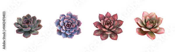 Fototapeta Colorful Succulent Plants Collection for Home and Garden Decor