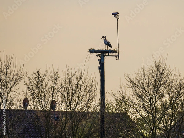 Fototapeta Evening scenery with a stork pair in a nest equipped with camera