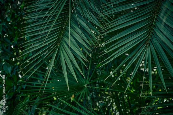 Obraz Green background of palm leaves.