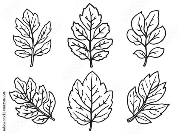Fototapeta Simple Bay Leaves Line Art Drawing for Botanical Design Projects