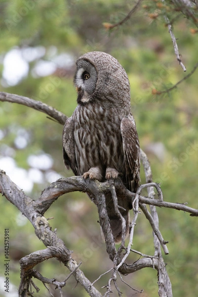Fototapeta Great gray owl sitting on a tree branch close up