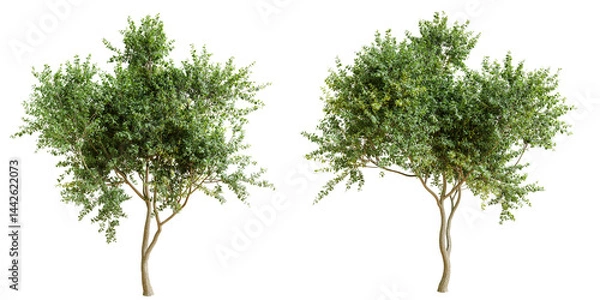 Fototapeta Eucalyptus tree isolated on transparent background. 3D render.