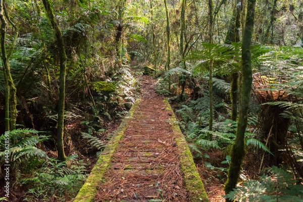 Obraz Hiking path in an Araucaria moist forest at the National Forest of Canela (FLONA) - Canela, South of Brazil