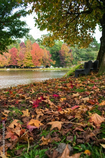 Obraz Sao Bernardo Lake in Autumn. Tourist destination in Sao Francisco de Paula, South of Brazil