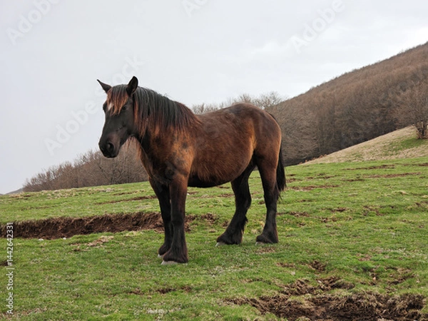 Obraz Portrait of isolated brown horse in the mountain