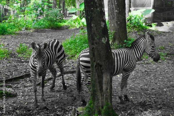 Obraz two beautiful Zebra with black and white striped standing near a tree photo taken in Ragunan zoo Jakarta Indonesia