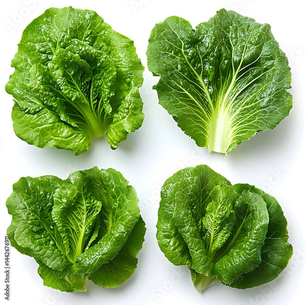 Obraz Fresh green lettuce heads forming a pattern on white background