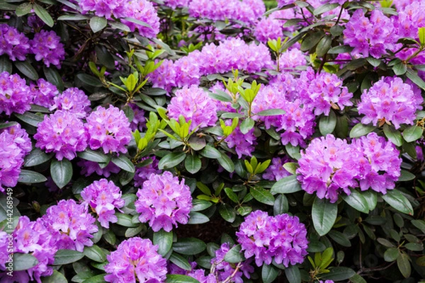 Obraz Rhododendron flower bush blooming