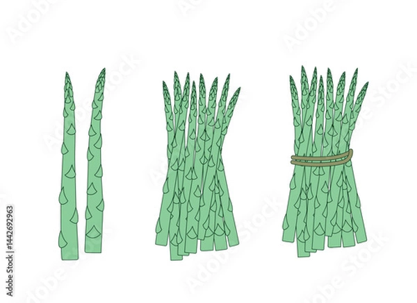 Fototapeta green asparagus set of vector design elements