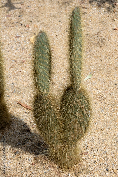 Fototapeta Opuntia pilifera cactus grow in the desert area