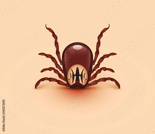 Obraz Blood-sucking tick