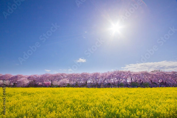 Fototapeta 2017年4月7日埼玉県幸手市権現堂公園