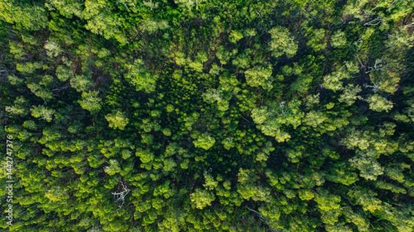 Fototapeta Aerial top view of Samed Khao forest at Prathong island Phang Nga. Sparse Savanna Woodland. A unique tree that has been decorated by nature with beautiful twisted branches.