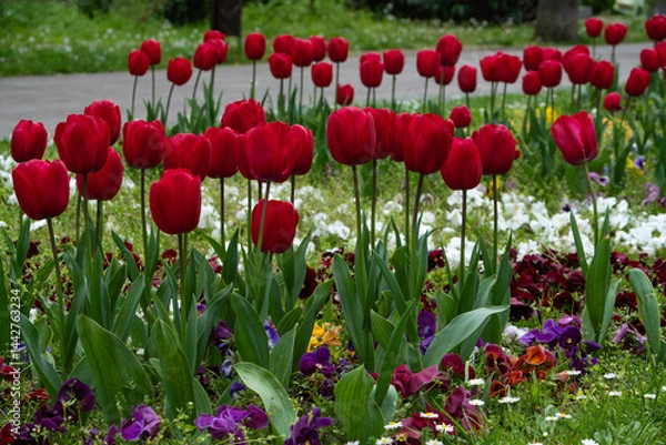 Fototapeta Vibrant flower bed filled with numerous bright red tulips interspersed with colourful pansies and small white flowers
